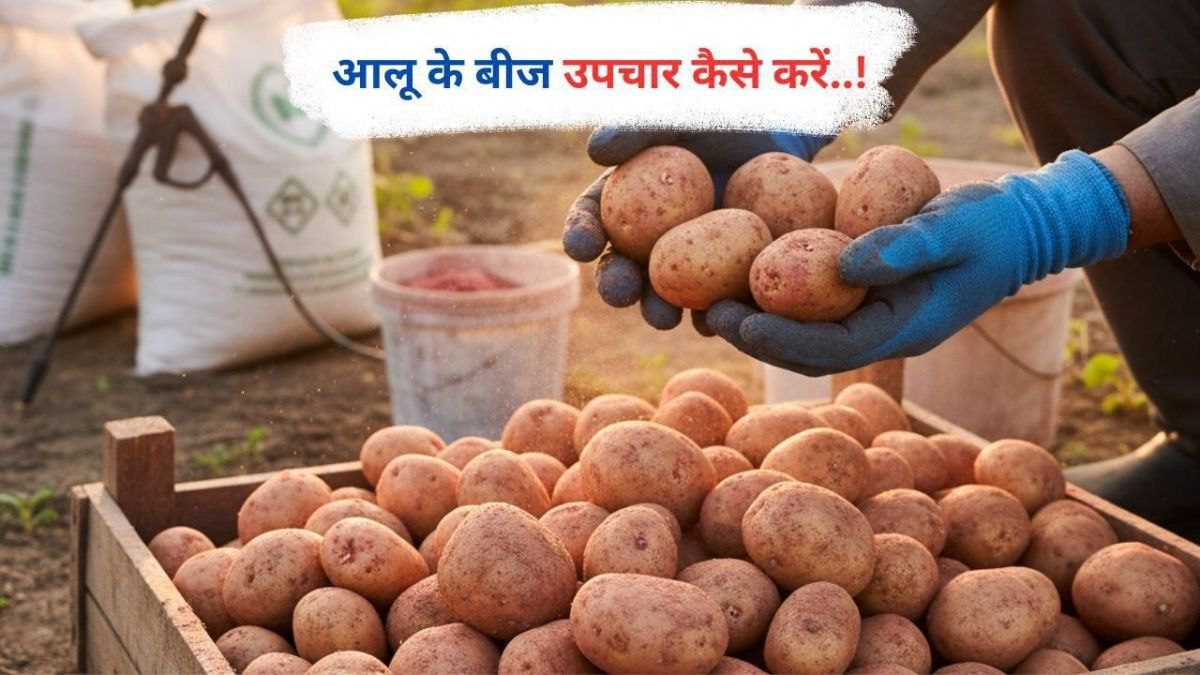 आलू के बीज उपचार कैसे करें..!