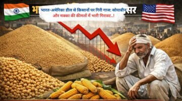भारत-अमेरिका डील से किसानों पर गिरी गाज: सोयाबीन और मक्का की कीमतों में भारी गिरावट..!