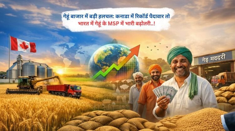 गेहूं बाजार में बड़ी हलचल: कनाडा में रिकॉर्ड पैदावार, भारत में गेहूं के MSP में भारी बढ़ोतरी..!