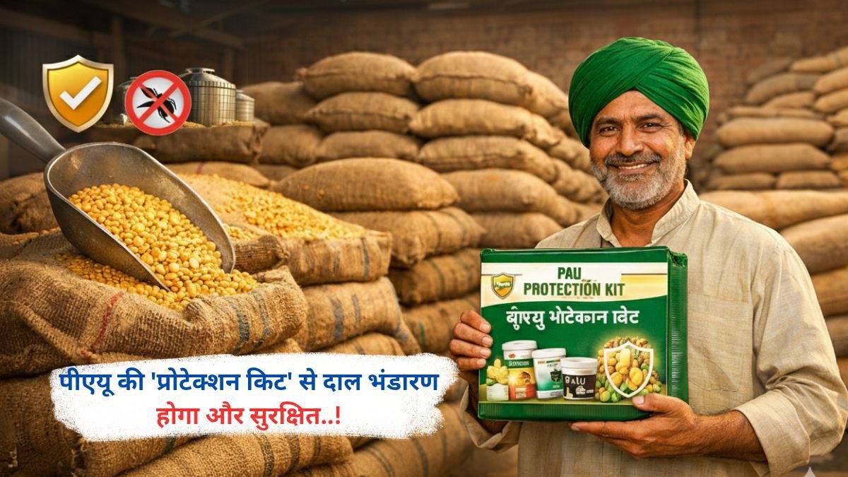 पीएयू की 'प्रोटेक्शन किट' से दाल भंडारण होगा और सुरक्षित..!