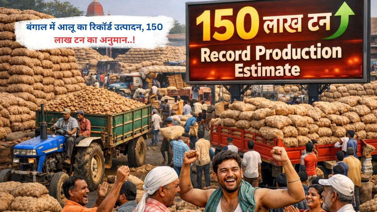 बंगाल में आलू का रिकॉर्ड उत्पादन, 150 लाख टन का अनुमान..!