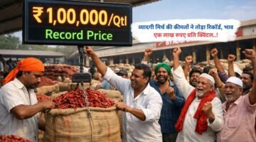 व्यादगी मिर्च की कीमतों ने तोड़ा रिकॉर्ड, भाव एक लाख रुपए प्रति क्विंटल..!