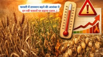 फरवरी में तापमान बढ़ने की आशंका ने इन रबी फसलों पर बढ़ाया दबाव..!