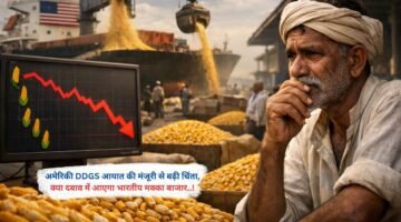अमेरिकी DDGS आयात की मंजूरी से बढ़ी चिंता, क्या दबाव में आएगा भारतीय मक्का बाजार..!