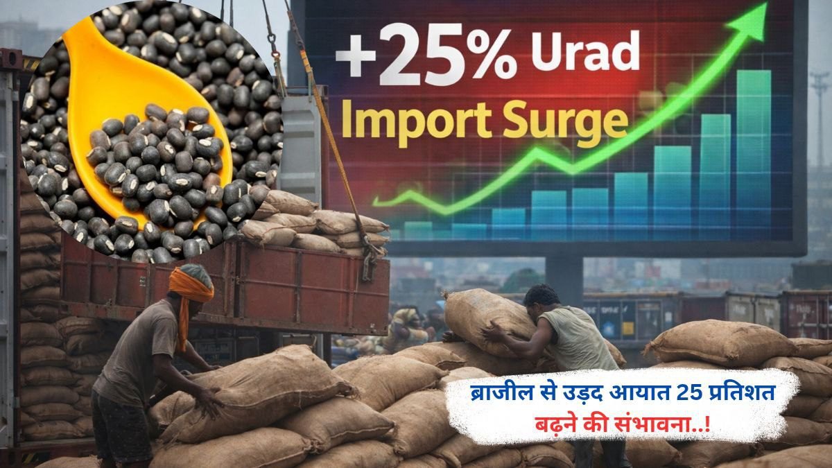 ब्राजील से उड़द आयात 25 प्रतिशत बढ़ने की संभावना..!