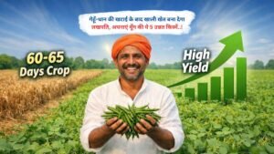 गेहूँ-धान की खटाई के बाद खाली खेत बना देगा लखपति, अपनाएं मूँग की ये 5 उन्नत किस्में..!