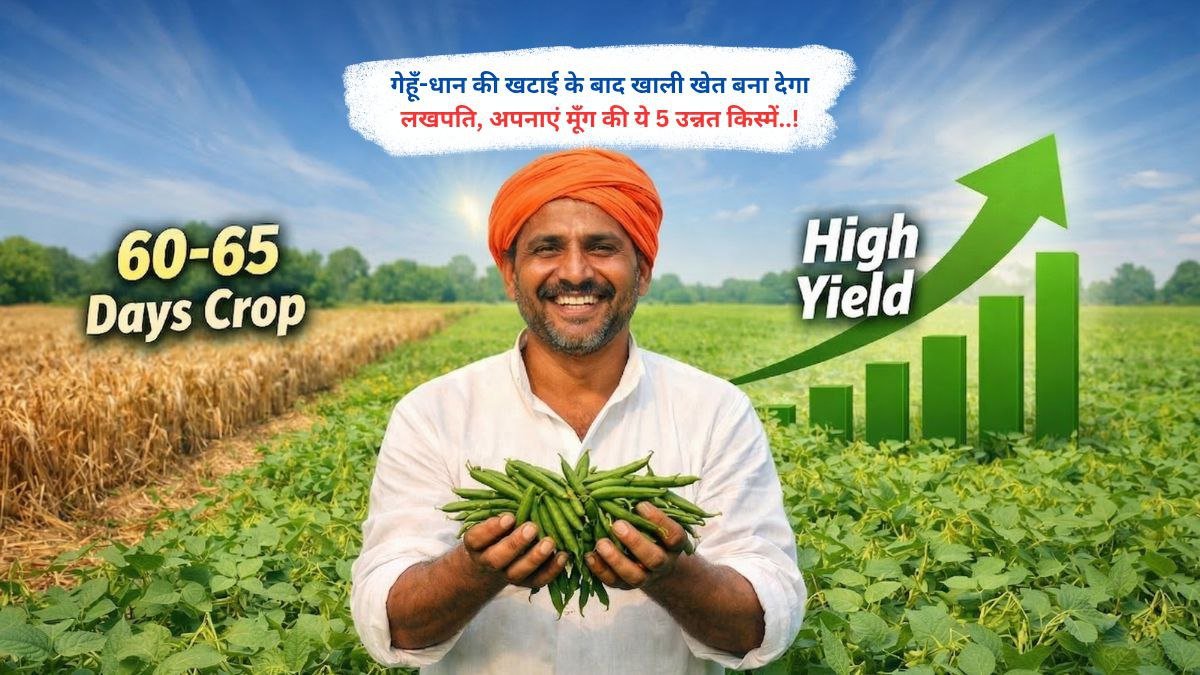 गेहूँ-धान की खटाई के बाद खाली खेत बना देगा लखपति, अपनाएं मूँग की ये 5 उन्नत किस्में..!