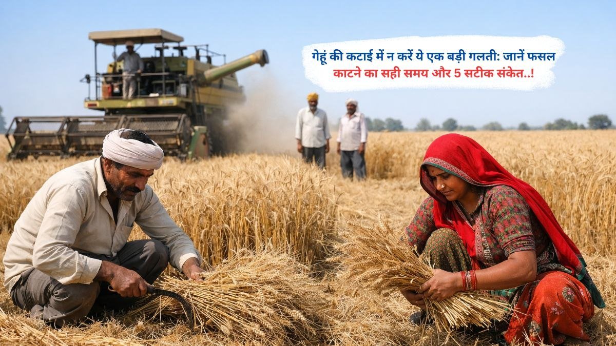 गेहूं की कटाई में न करें ये एक बड़ी गलती: जानें फसल काटने का सही समय और 5 सटीक संकेत..!