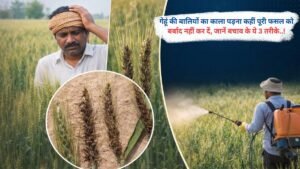 गेहूं की बालियों का काला पड़ना कहीं पूरी फसल को बर्बाद नहीं कर दें, जानें बचाव के ये 3 तरीके..!