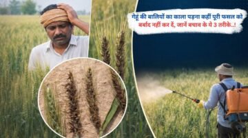 गेहूं की बालियों का काला पड़ना कहीं पूरी फसल को बर्बाद नहीं कर दें, जानें बचाव के ये 3 तरीके..!
