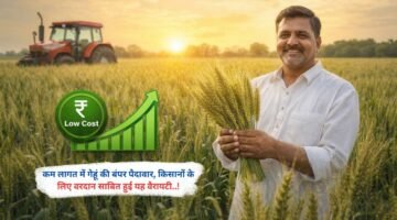 कम लागत में गेहूं की बंपर पैदावार, किसानों के लिए वरदान साबित हुई यह वैरायटी..!