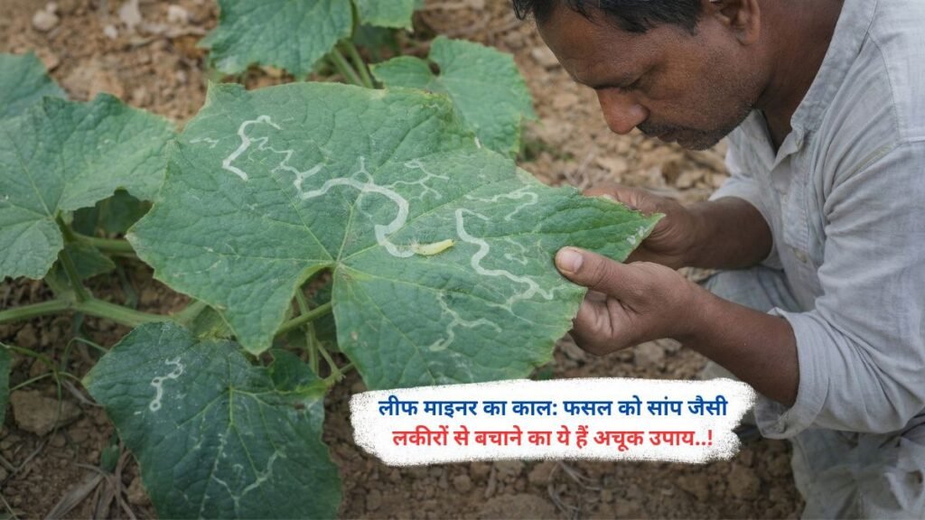 लीफ माइनर का काल: फसल को सांप जैसी लकीरों से बचाने का ये हैं अचूक उपाय..!