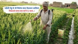 पछैती गेहूं से भी मिलेगा बंपर पैदावार, बालियां निकलते समय बस करें ये 2 काम..!