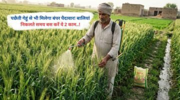 पछैती गेहूं से भी मिलेगा बंपर पैदावार, बालियां निकलते समय बस करें ये 2 काम..!