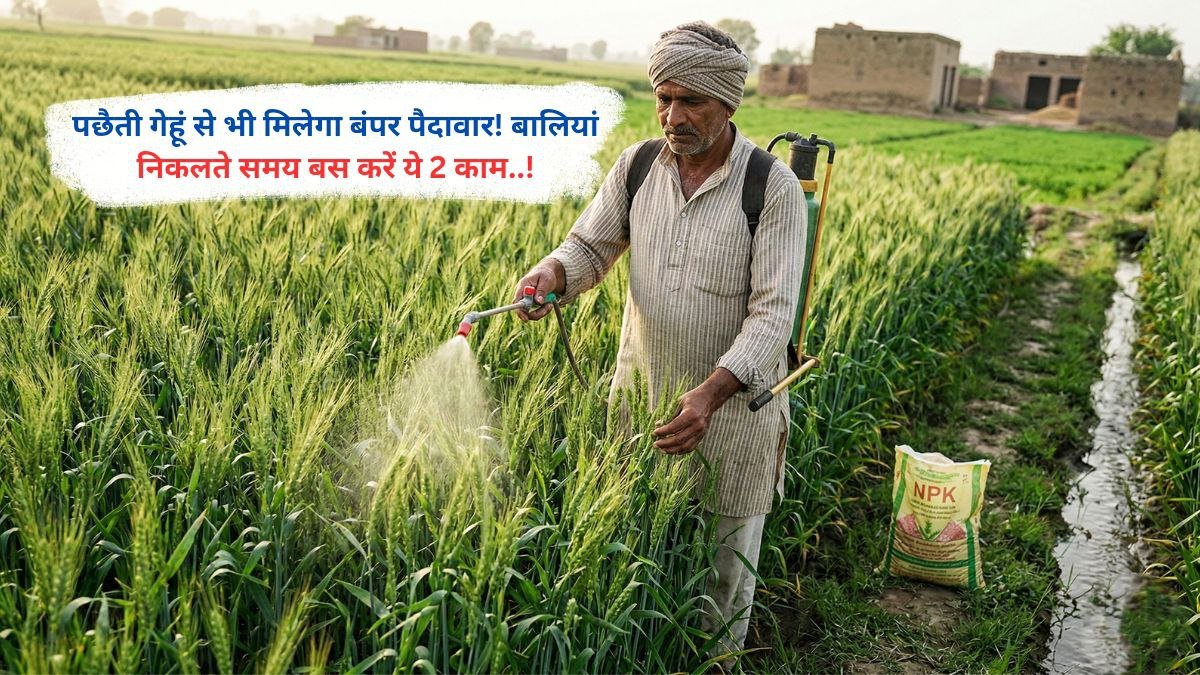 पछैती गेहूं से भी मिलेगा बंपर पैदावार, बालियां निकलते समय बस करें ये 2 काम..!