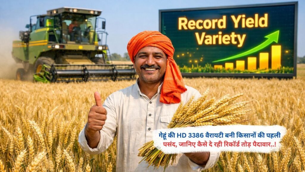 गेहूं की HD 3386 वैरायटी बनी किसानों की पहली पसंद, जानिए कैसे दे रही रिकॉर्ड तोड़ पैदावार..!