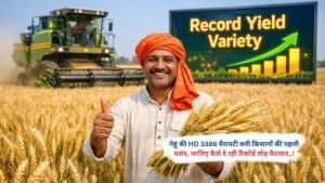 गेहूं की HD 3386 वैरायटी बनी किसानों की पहली पसंद, जानिए कैसे दे रही रिकॉर्ड तोड़ पैदावार..!