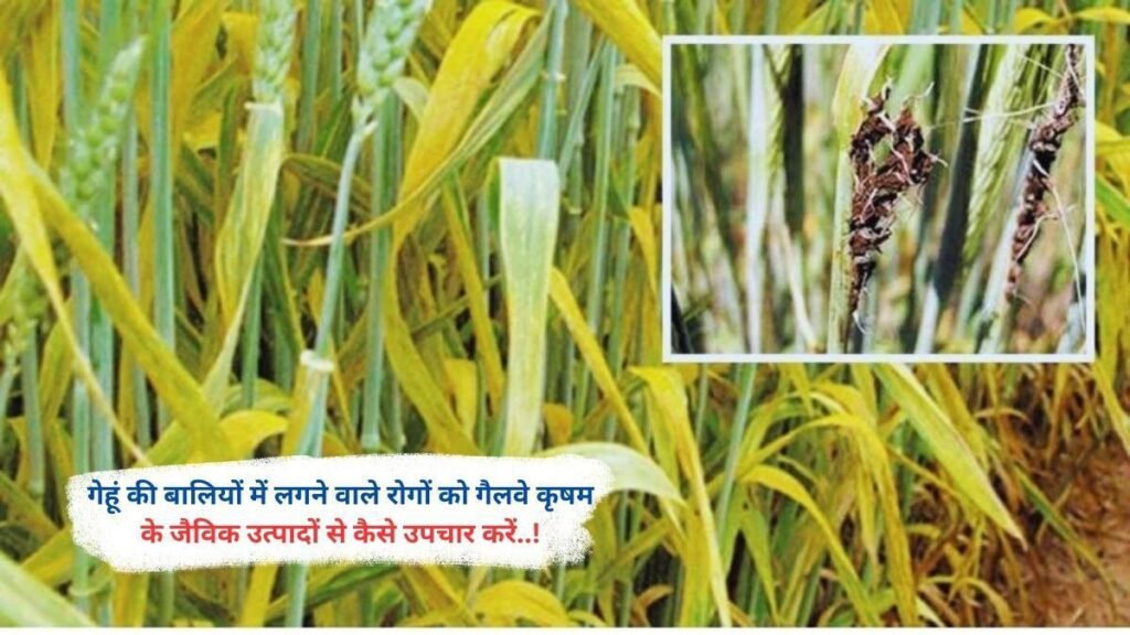 गेहूं की बालियों में लगने वाले रोगों को गैलवे कृषम के जैविक उत्पादों से कैसे उपचार करें..!