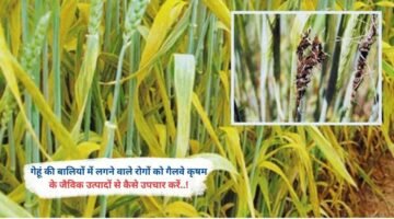 गेहूं की बालियों में लगने वाले रोगों को गैलवे कृषम के जैविक उत्पादों से कैसे उपचार करें..!