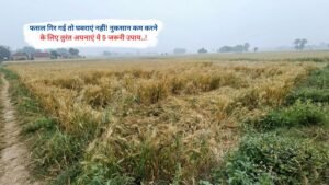 फसल गिर गई तो घबराएं नहीं! नुकसान कम करने के लिए तुरंत अपनाएं ये 5 जरूरी उपाय..!