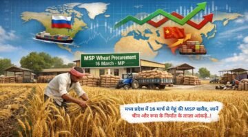 मध्य प्रदेश में 16 मार्च से गेहूं की MSP खरीद, जानें चीन और रूस के निर्यात के ताज़ा आंकड़े..!