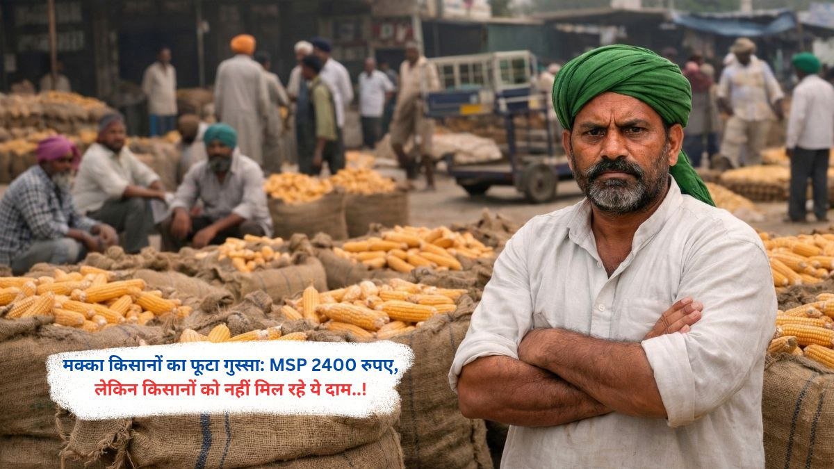 मक्का किसानों का फूटा गुस्सा: MSP 2400 रुपए, लेकिन किसानों को नहीं मिल रहे ये दाम..!