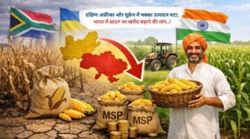 दक्षिण अफ्रीका और यूक्रेन में मक्का उत्पादन घटा; भारत में MSP पर खरीद बढ़ाने की मांग
