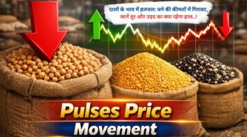 दालों के भाव में हलचल: चने की कीमतों में गिरावट, जानें तूर और उड़द का क्या रहेगा हाल..!