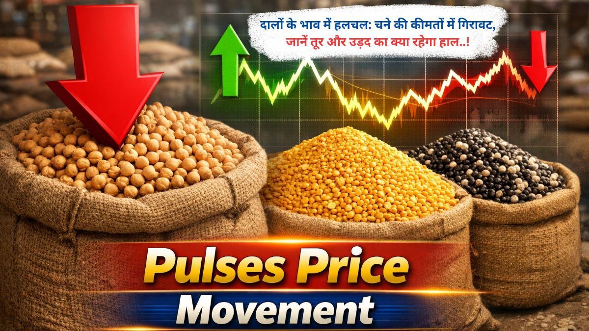 दालों के भाव में हलचल: चने की कीमतों में गिरावट, जानें तूर और उड़द का क्या रहेगा हाल..!