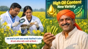 अब सरसों से होगी डबल कमाई! वैज्ञानिकों ने लॉन्च की हाई ऑयल कंटेंट वाली नई किस्में..!
