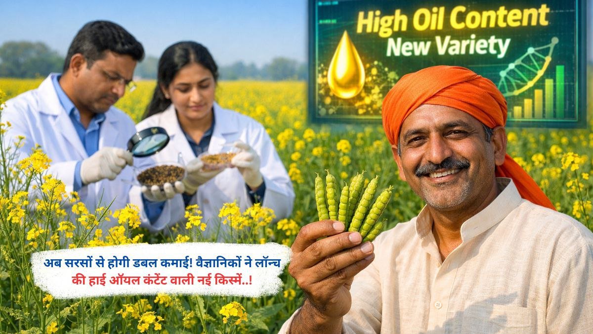अब सरसों से होगी डबल कमाई! वैज्ञानिकों ने लॉन्च की हाई ऑयल कंटेंट वाली नई किस्में..!
