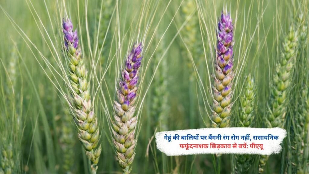 गेहूं की बालियों पर बैंगनी रंग रोग नहीं, रासायनिक फफूंदनाशक छिड़काव से बचें: पीएयू