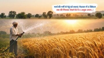 मार्च की गर्मी से गेहूं को बचाएं: पैदावार में 5 क्विंटल तक की गिरावट रोकने के ये 4 अचूक उपाय..!
