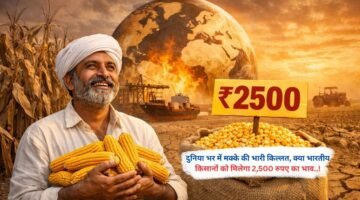 दुनिया भर में मक्के की भारी किल्लत, क्या भारतीय किसानों को मिलेगा 2,500 रुपए का भाव..!