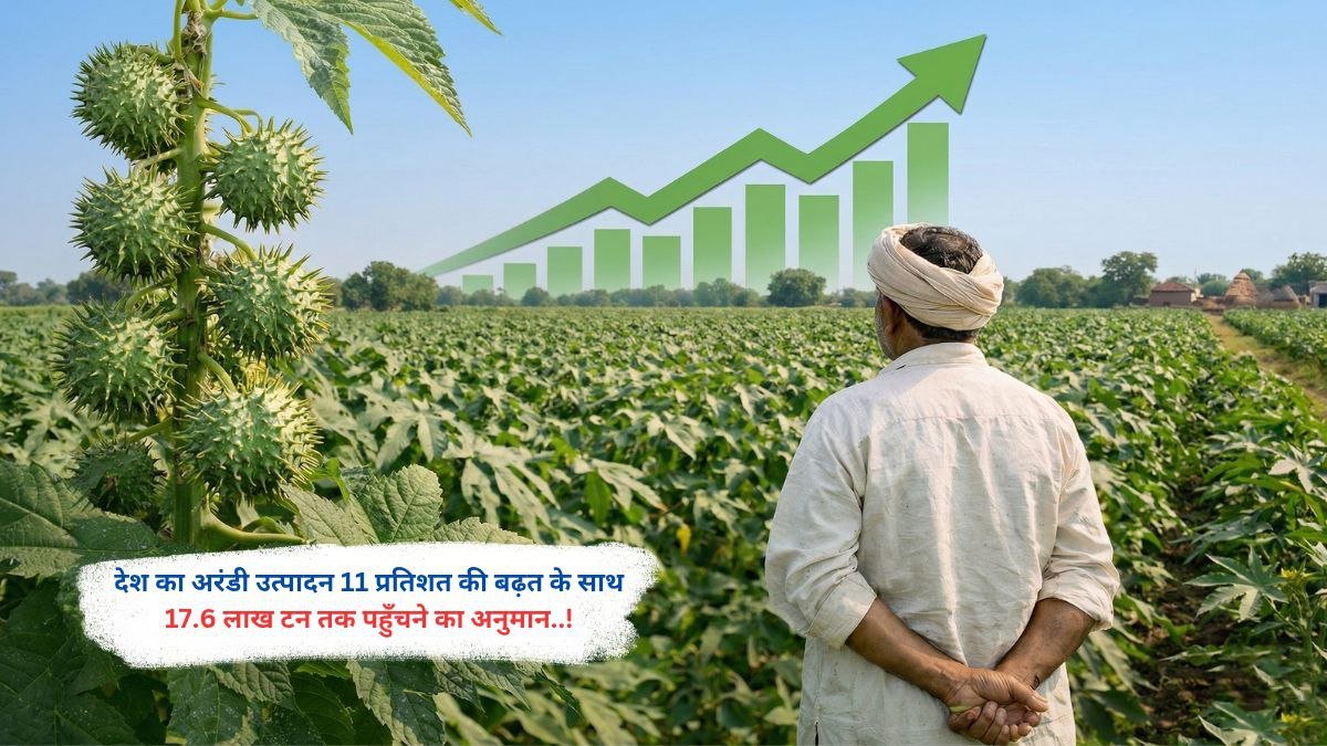देश का अरंडी उत्पादन 11 प्रतिशत की बढ़त के साथ 17.6 लाख टन तक पहुँचने का अनुमान..!