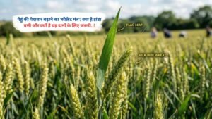 गेहूं की पैदावार बढ़ाने का 'सीक्रेट मंत्र': क्या है झंडा पत्ती और क्यों है यह दानों के लिए जरूरी..!