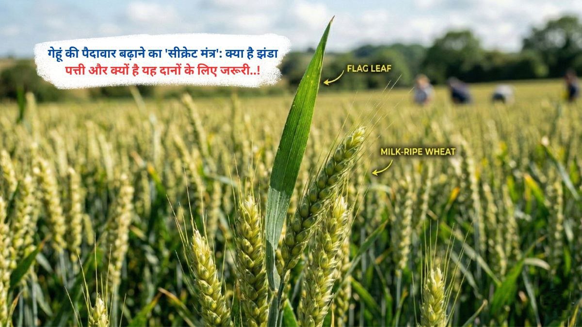 गेहूं की पैदावार बढ़ाने का 'सीक्रेट मंत्र': क्या है झंडा पत्ती और क्यों है यह दानों के लिए जरूरी..!