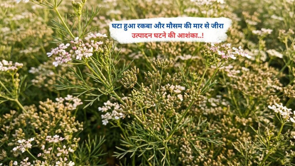 घटा हुआ रकबा और मौसम की मार से जीरा उत्पादन घटने की आशंका..!