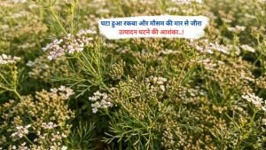 घटा हुआ रकबा और मौसम की मार से जीरा उत्पादन घटने की आशंका..!