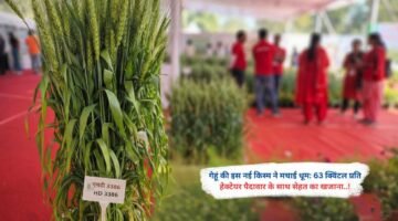 गेहूं की इस नई किस्म ने मचाई धूम: 63 क्विंटल प्रति हेक्टेयर पैदावार के साथ सेहत का खजाना..!