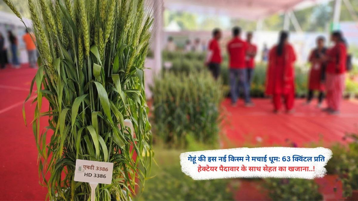 गेहूं की इस नई किस्म ने मचाई धूम: 63 क्विंटल प्रति हेक्टेयर पैदावार के साथ सेहत का खजाना..!