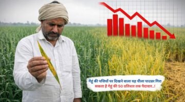 गेहूं की पत्तियों पर दिखने वाला यह पीला पाउडर गिरा सकता है गेहूं की 50 प्रतिशत तक पैदावार..!