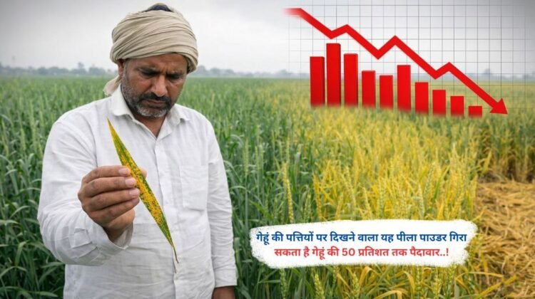 गेहूं की पत्तियों पर दिखने वाला यह पीला पाउडर गिरा सकता है गेहूं की 50 प्रतिशत तक पैदावार..!