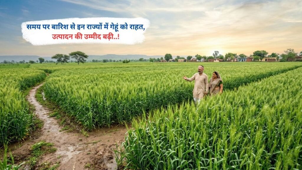 समय पर बारिश से इन राज्यों में गेहूं को राहत, उत्पादन की उम्मीद बढ़ी..!