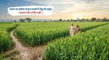 समय पर बारिश से इन राज्यों में गेहूं को राहत, उत्पादन की उम्मीद बढ़ी..!