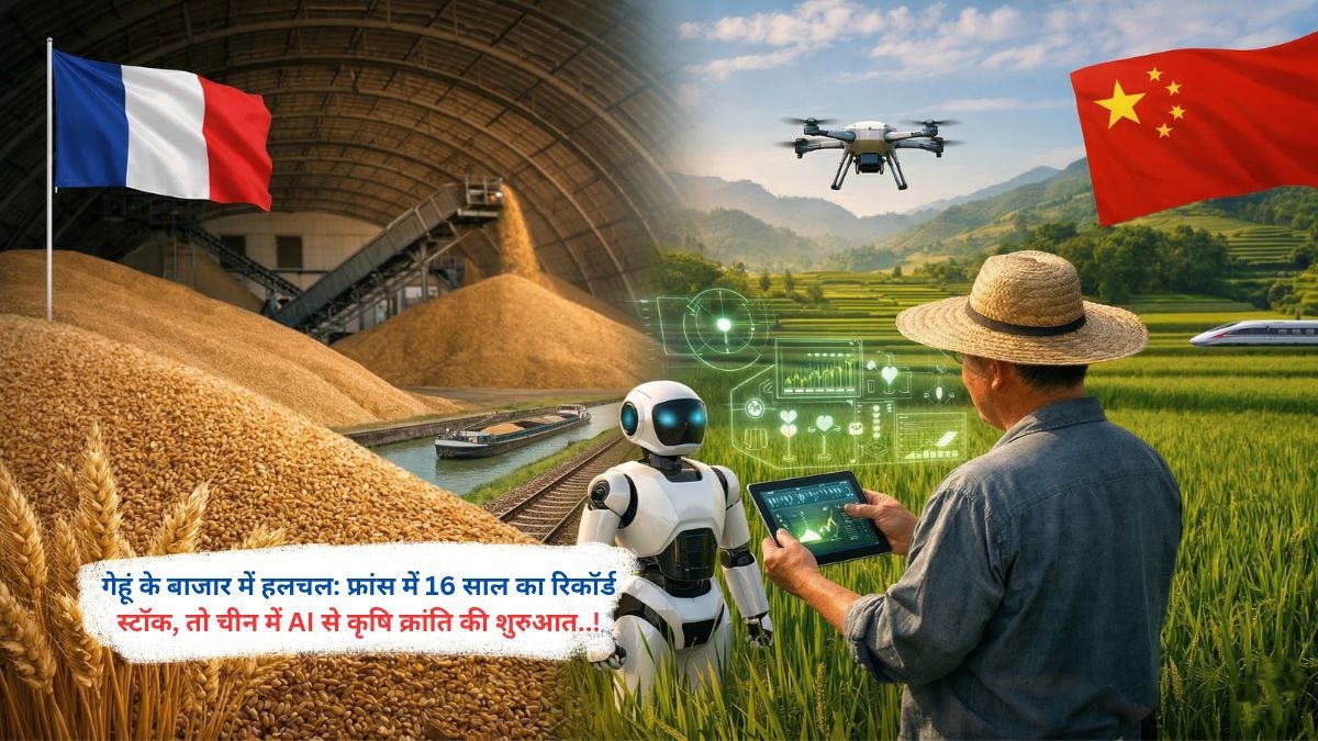 गेहूं के बाजार में हलचल: फ्रांस में 16 साल का रिकॉर्ड स्टॉक, तो चीन में AI से कृषि क्रांति की शुरुआत..!