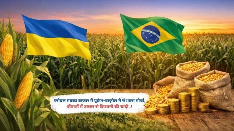 ग्लोबल मक्का बाजार में यूक्रेन-ब्राज़ील ने संभाला मोर्चा, कीमतों में उछाल से किसानों की चांदी..!