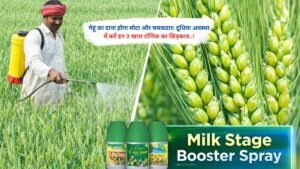 गेहूं का दाना होगा मोटा और चमकदार: दूधिया अवस्था में करें इन 3 खास टॉनिक का छिड़काव..!