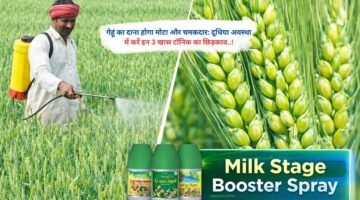 गेहूं का दाना होगा मोटा और चमकदार: दूधिया अवस्था में करें इन 3 खास टॉनिक का छिड़काव..!