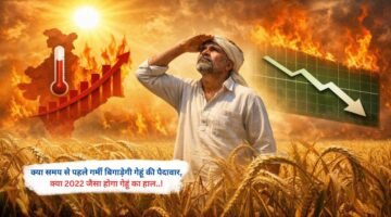 क्या समय से पहले गर्मी बिगाड़ेगी गेहूं की पैदावार, क्या 2022 जैसा होगा गेहूं का हाल..!